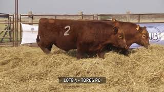 LOTE 3 TOROS PC MP4 1920 1080p 25fps 6000kbps 16x9 [upl. by Groscr823]