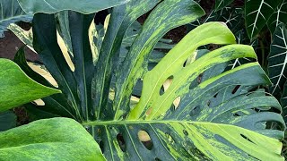 Monstera marlyn  Monstera yellow marilyn [upl. by Ainslie]