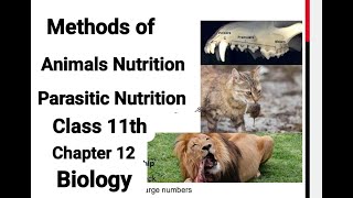 Class 11  Biology  Chapter 12  Lecture 2  Method of Animals Nutrition  Parasitic Nutrition [upl. by Ontina]