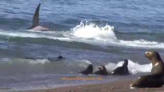 Killer whales attacks Attaques par des orques [upl. by Bahr251]