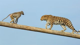 LEOPARDO ARMA EMBOSCADA PERFEITA CONTRA BABUÍNOS [upl. by Berga212]