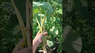 Colocasia  organice taro plucking at home gardenvillagelife [upl. by Tybi]