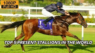 TOP 5 STALLIONS IN THE WORLD [upl. by Tiffy]