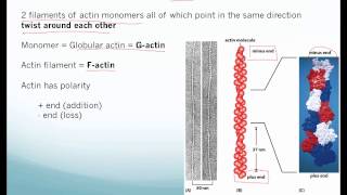 Cytoskeleton [upl. by Nohsal]