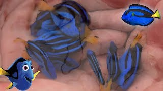 Facts The Blue Tang Palette Surgeonfish  finding dory fish facts [upl. by Arthur]