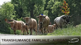 Transhumance familiale sur une exploitation de race Aubrac [upl. by Anehc]