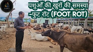 Foot rot in Dairy Animals पशुओँ को खुर hoof के संक्रमण से बचायेंलंगड़ापन कम खाना दूध कम होना [upl. by Anthe]