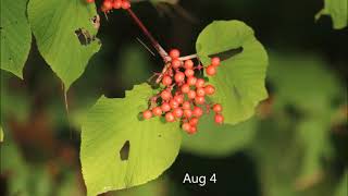 A Year in the Life of a Hobblebush Viburnum [upl. by Kassaraba]