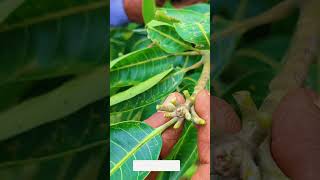 आम के लिए सही Bud Stick कैसे चुनें 🌱 mangotrees BudStickSelection gardeningtips [upl. by Karine]