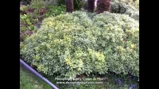 PIttosporum tobira Cream de Mint [upl. by Aneetak396]