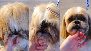 How to Groom a Shih Tzu Head  Step by Step [upl. by Sikleb811]