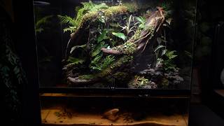 Make Vivarium for Snakehead Fish [upl. by Sharline]