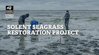 Solent Seagrass Restoration Project [upl. by Simdars926]