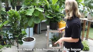 How to care for your Fiddle Leaf Fig plant or Ficus Lyrata [upl. by Llenrod]