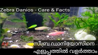 Zebra Fish  Care amp Facts  Malayalam [upl. by Ayatnwahs]