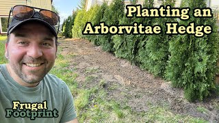 Planting an Arborvitae Hedge [upl. by Renie]