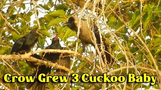 Cuckoo Baby That Grew in Crow Nest  3 Cuckoo Baby and Couple of Crows [upl. by Enomas]