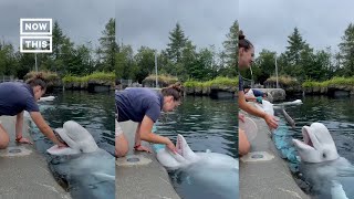 Beluga Whales Enjoy Health Check at Mystic Aquarium Shorts [upl. by Haerle]