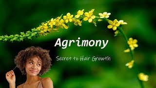 The benefits of Agrimony for hair growth [upl. by Rutledge]