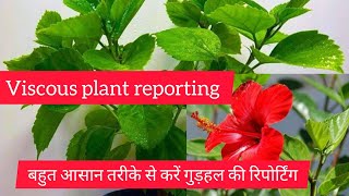 गुड़हल के रिपोर्टिंग कैसे करें how to grow cutting plants viscus plantsरिपोर्टिंग करने का आसान तरीक [upl. by Aiehtela991]