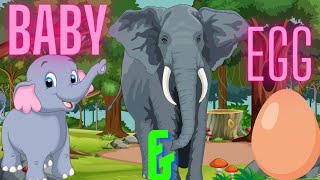 Cute Baby Animals  Baby Animals for Toddlers Baby Animals Learning Video Laying Egg or Give Birth [upl. by Helas684]