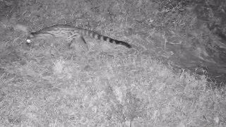 Largespotted Genet on the hunt black tail tip Tembe Sep 19 2024 1205 AM SAST exploreorg [upl. by Marilin678]