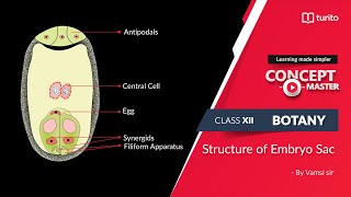 Structure of Embryo Sac by Vamsi Sir  Grade 12  Botany  Concept Master  Turito [upl. by Eimmis]