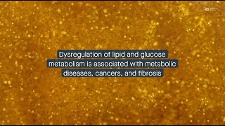 Roles of Twist1 in lipid and glucose metabolism and related diseases [upl. by Huskey]