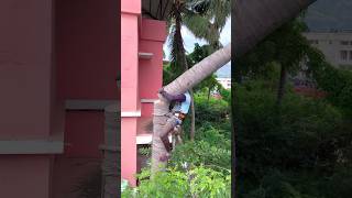 Tree cutter Arul kaniyakumari top tree cutter [upl. by Alvord488]