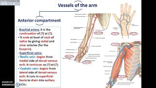 Overview of UL 9  Vessels and Nerves of the Arm  Dr Ahmed Farid [upl. by Jill551]