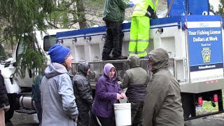 Stocking Trout at the Bushkill Creek [upl. by Derr145]