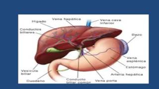 FASCIOLA HEPATICA [upl. by Adaner]