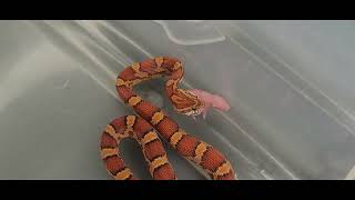 6 Screaming Pink Mice Get No Mercy From Hungry Snake  Warning Live Feeding [upl. by Penhall]