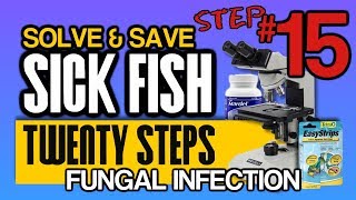 How to Diagnose and Cure Fish Fungal Infections Step 15 of 20 [upl. by Chiquita]