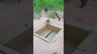 Technique Underground Bird Trap youtubeshorts [upl. by Laehcim]