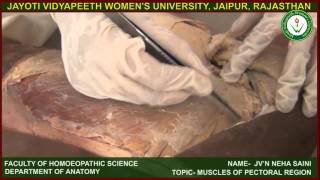 Dissection of Pectoral Region at JVWU by Dr Neha Saini [upl. by Rimidalg]