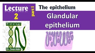 2a Glandular epitheliumHistology [upl. by Tracey]