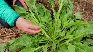 Yellow Dock Plant Identification – Herbal Walk Series [upl. by Odnumyer]