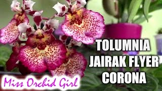 Tolumnia Jairak Flyer Corona Orchid  I am in love [upl. by Mollie525]