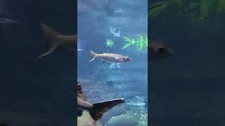 fishing aquarium sturgeon fish barcelona importantfishingfreshwater eel mulletfishing [upl. by Aniret]