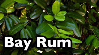 All About Bay Rum Pimenta racemosa [upl. by Ecreip502]