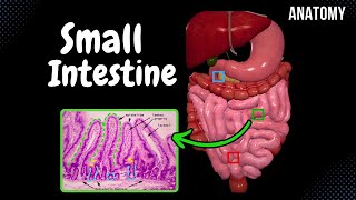 Small Intestine Anatomy Parts Topography Structures Layers [upl. by Elin194]