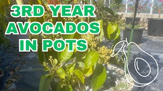 Growing avocados longterm in containers [upl. by Filippo]