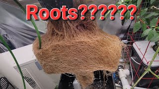 Epic Serrano Pepper Plant Roots [upl. by Asille]