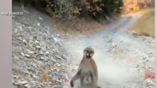 Video of mountain lion stalking hiker for 6 minutes goes viral [upl. by Irby]