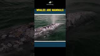 Whales Are Mammals [upl. by Bunow]