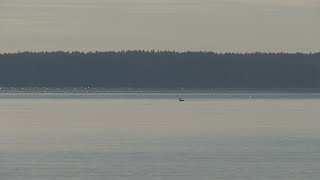 Sebago Lake State Park officials build tree barriers to slow erosion [upl. by Pero]