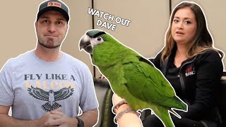 This Hahns Macaw Wants to KILL DAVE FeatVetRanch [upl. by Mot]