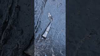 Belemnite fossils slowly being eroded by the sea 🌊🦑 fossilhunting fossils shorts rock sea [upl. by Matazzoni912]