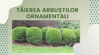 Taierea arbustilor ornamentali  Viata in gradina  SperantaTV [upl. by Airbma]